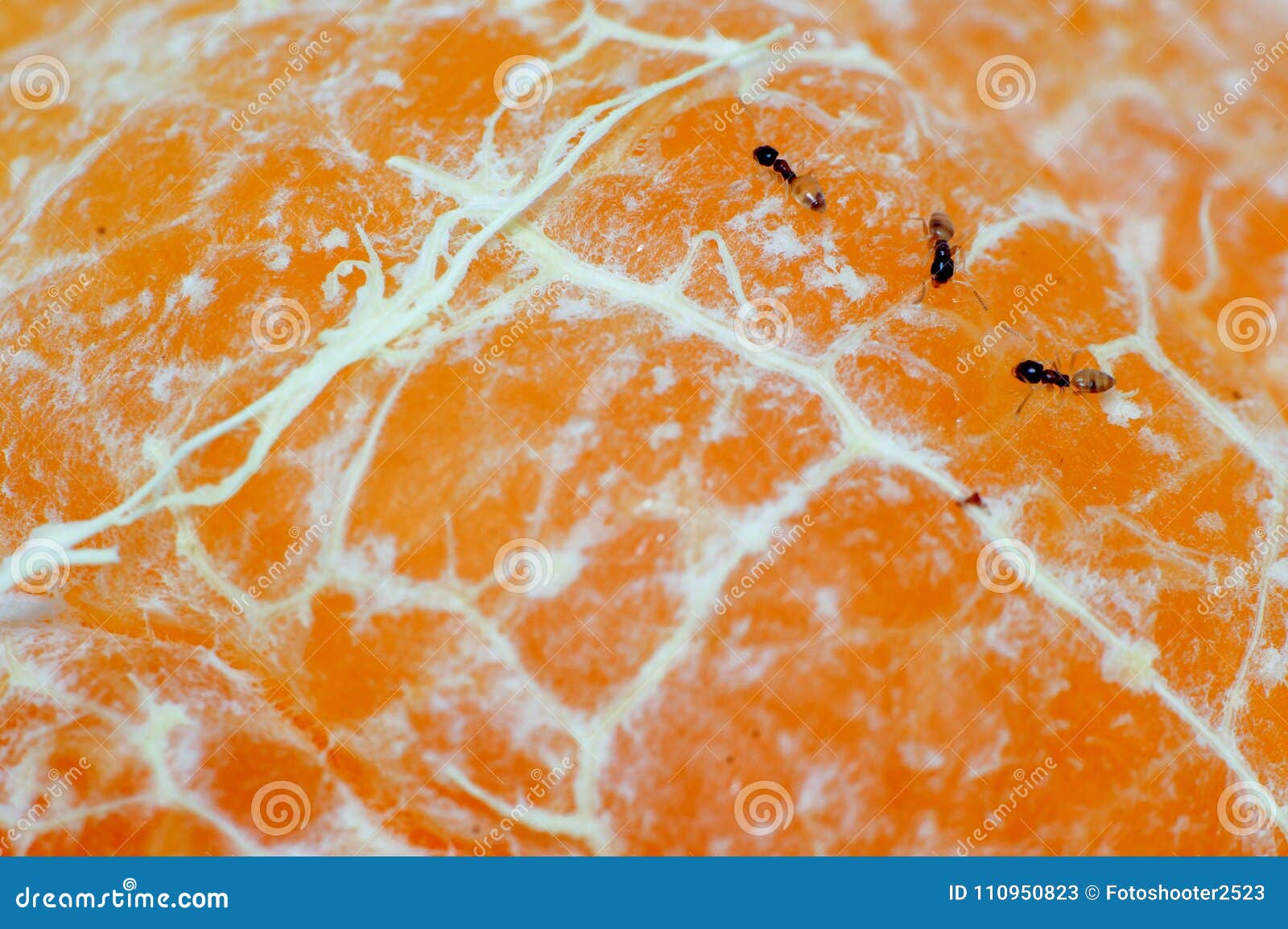 Ant on the Orange in the Kitchen Stock Image Image of colorthis, leaf
