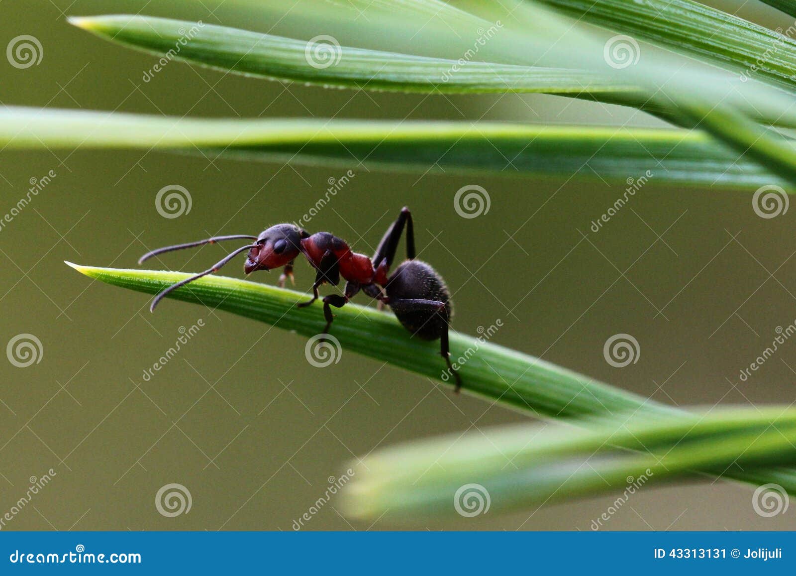 Ant on pine tree needles stock image. Image of background 43313131