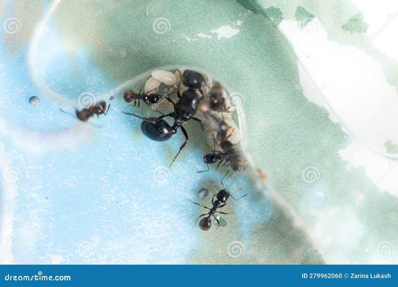 Ant Queen and Worker Ants Reaper, Ant Eggs in an Acrylic Ant Farm