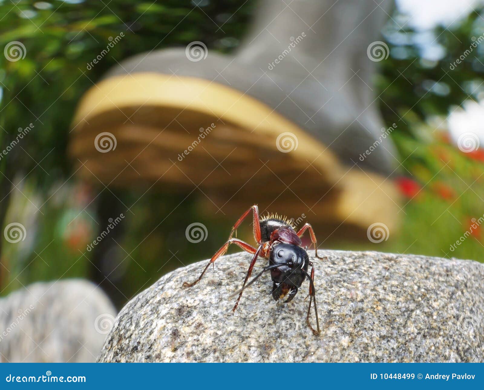 Ant s life is danger stock image. Image of antrey, running 10448499