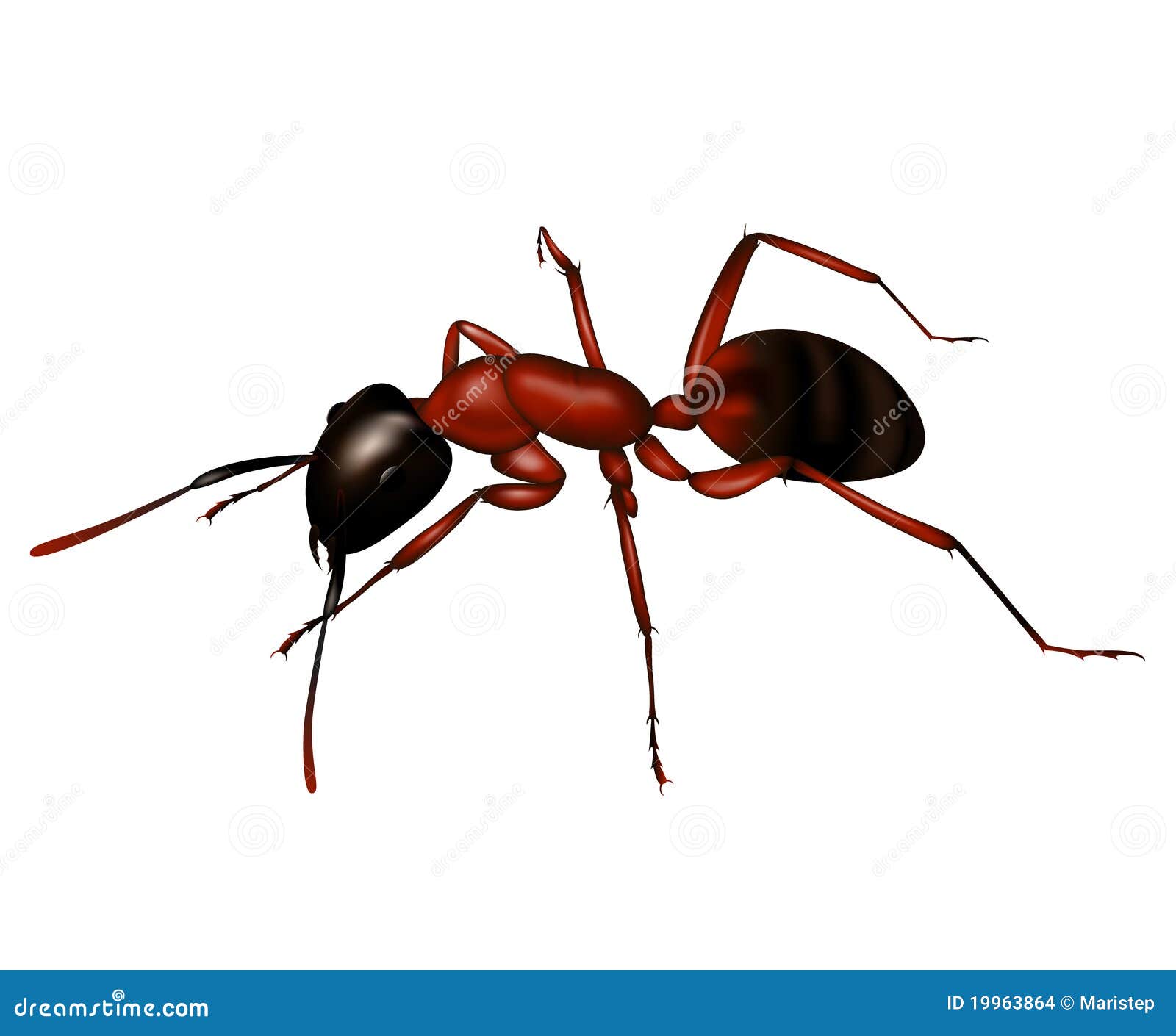 Ant A Silhouette In Vector Illustration | CartoonDealer.com #19963864