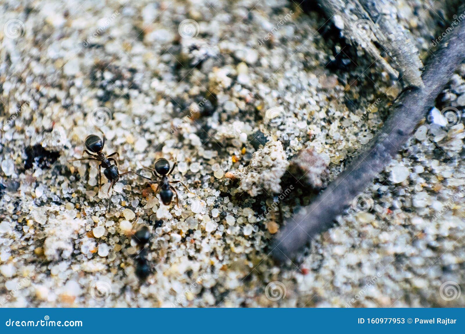 Ant Walking Along the Sand, in the High Magnification Image Stock Image