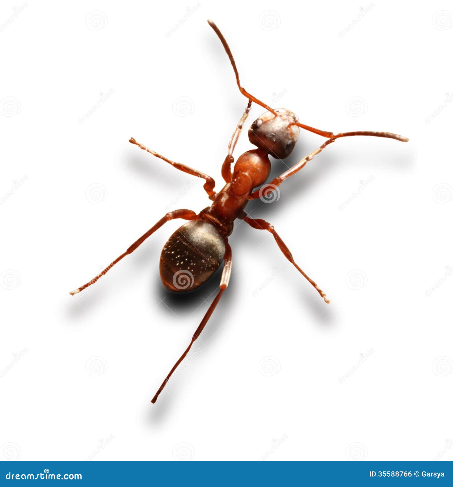 Ant on white stock photo. Image of closeup, wildlife 35588766