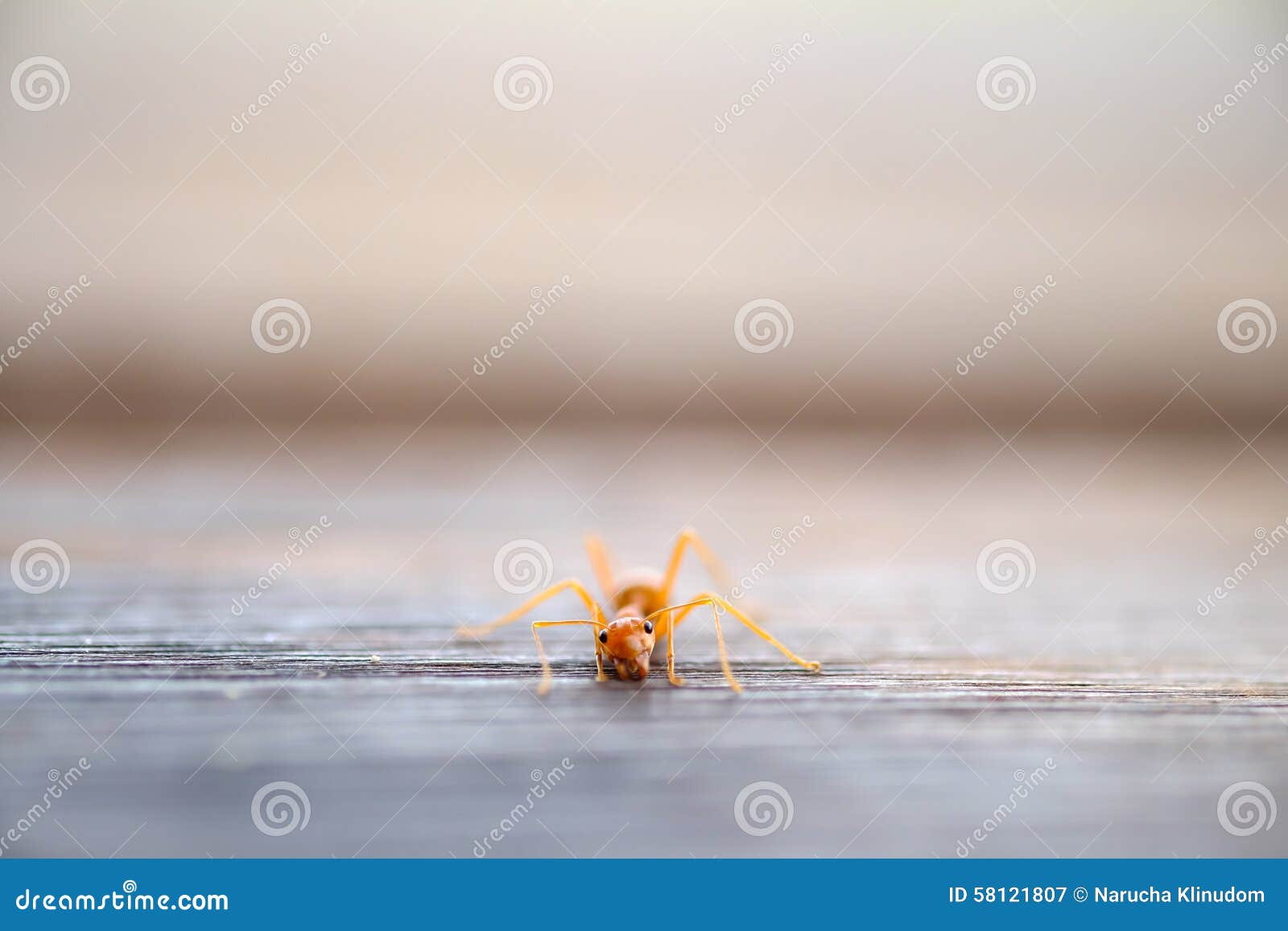 Ant stock image. Image of success, annoy, rotten, insect 58121807