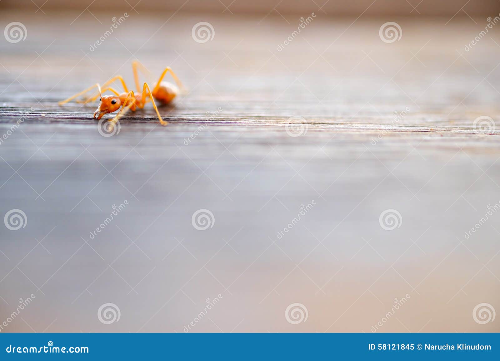 Ant stock image. Image of garbage, animal, pest, wood 58121845