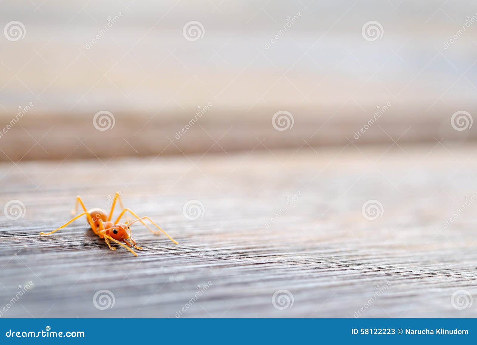 Ant stock image. Image of annoy, food, water, invertebrate 58122223