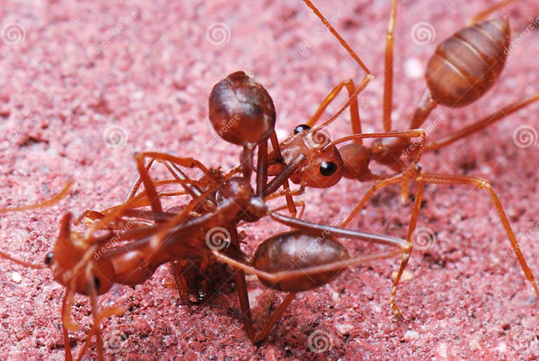 ant worker 15548293
