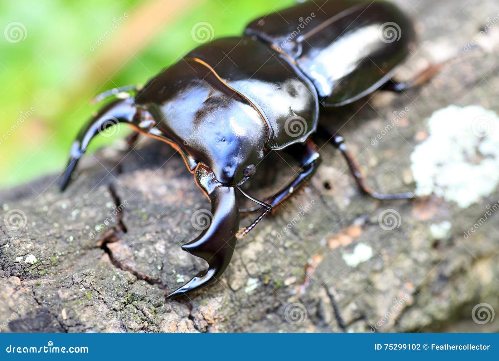 Antaeus stag beetle stock photo. Image of male, tropical - 75299102