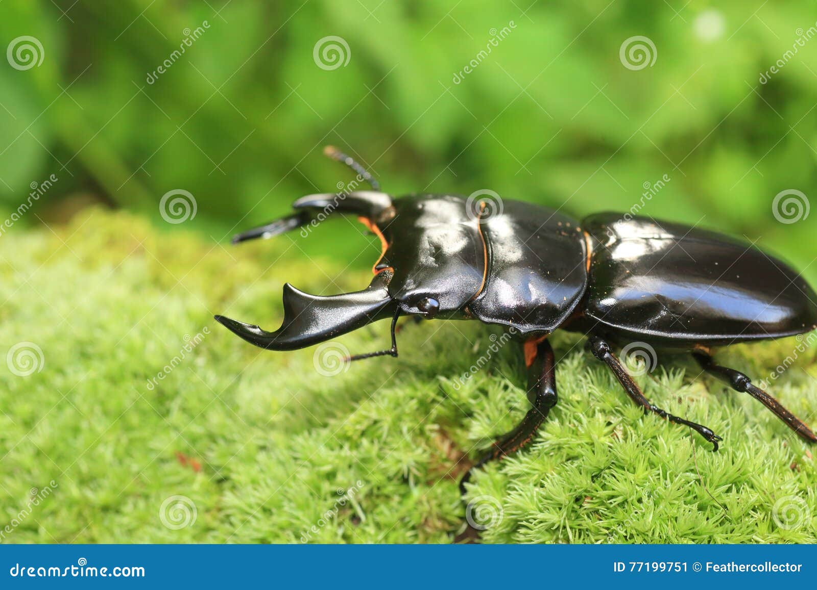 Antaeus stag beetle stock image. Image of dorcus, summer - 77199751