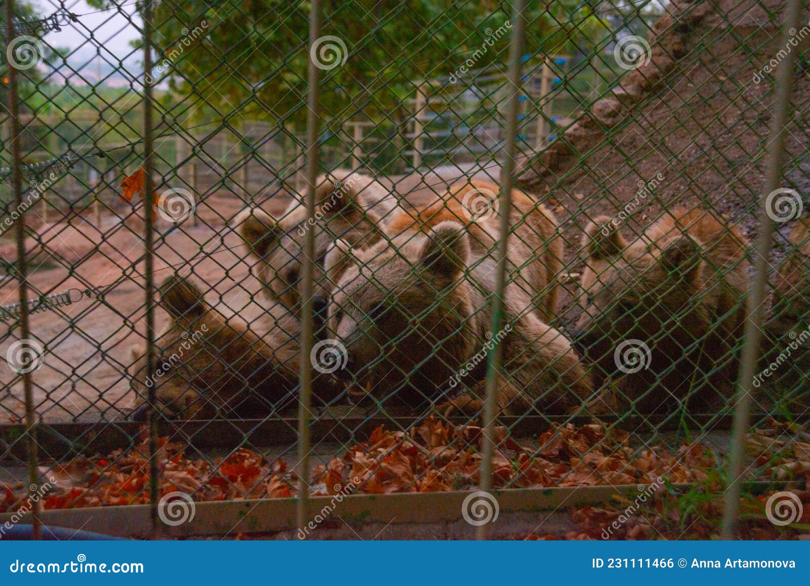 ANTALYA, TURKEY Bears at the Zoo in Antalya. Stock Photo Image of