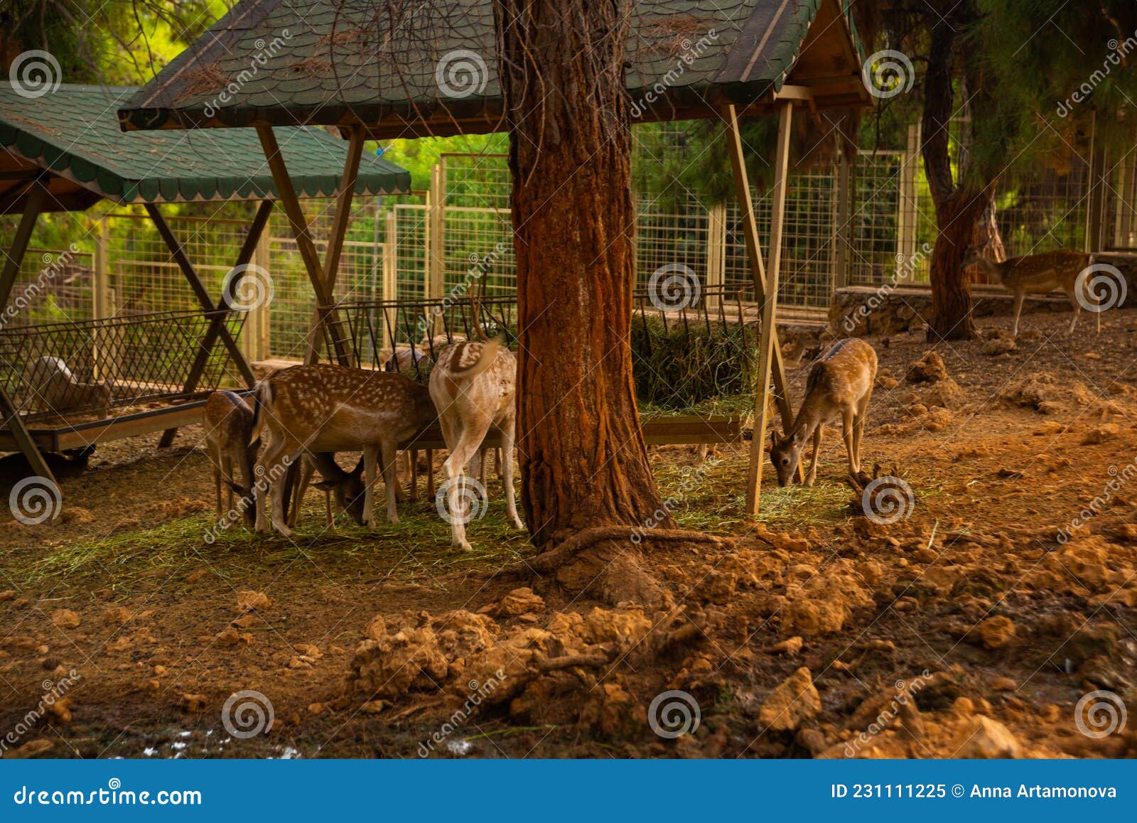 ANTALYA, TURKEY Deer at the Zoo in Antalya. Stock Image Image of
