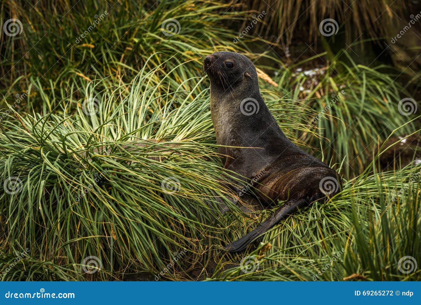 Antarctic Fur Seal Lying in Tussock Grass Stock Photo Image of seal