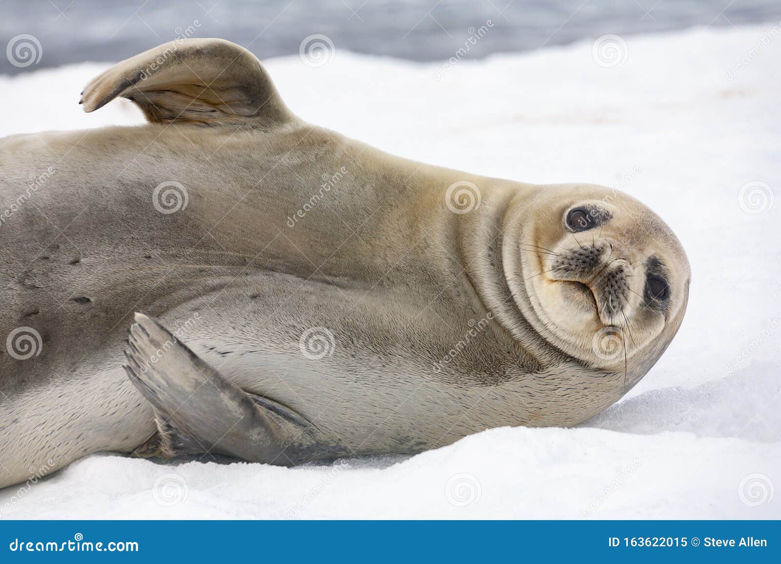 antarctic fur seal - south shetland islands - antarctica