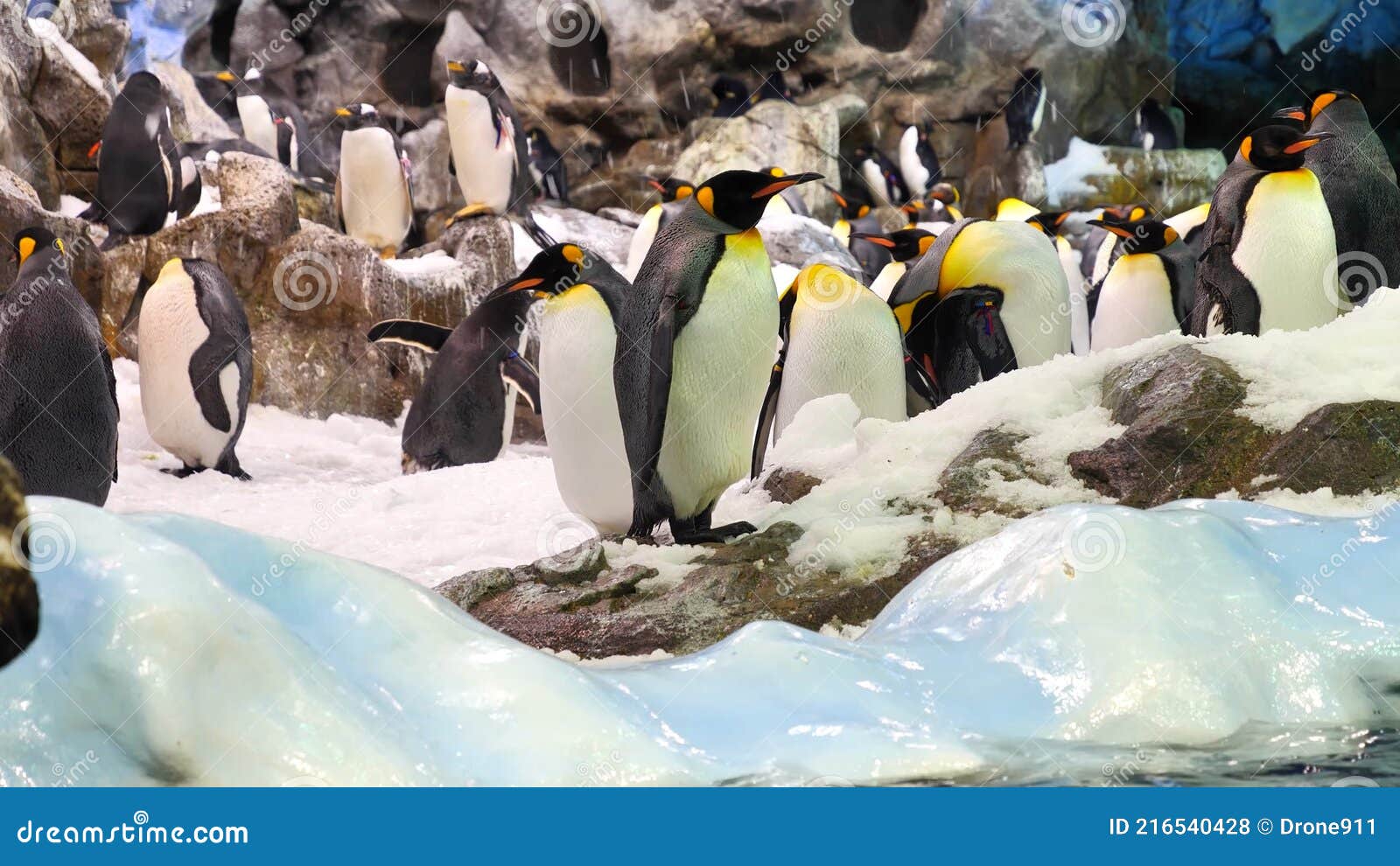 Beautiful Penguins in the Wild, Wild Animal, Wildlife, Wild Nature Stock Photo - Image of plate, animals: 216540428 Beautiful Penguins in the Wild, Wild Animal, Wildlife, Wild Nature Stock Photo - Image of plate, animals: 216540428