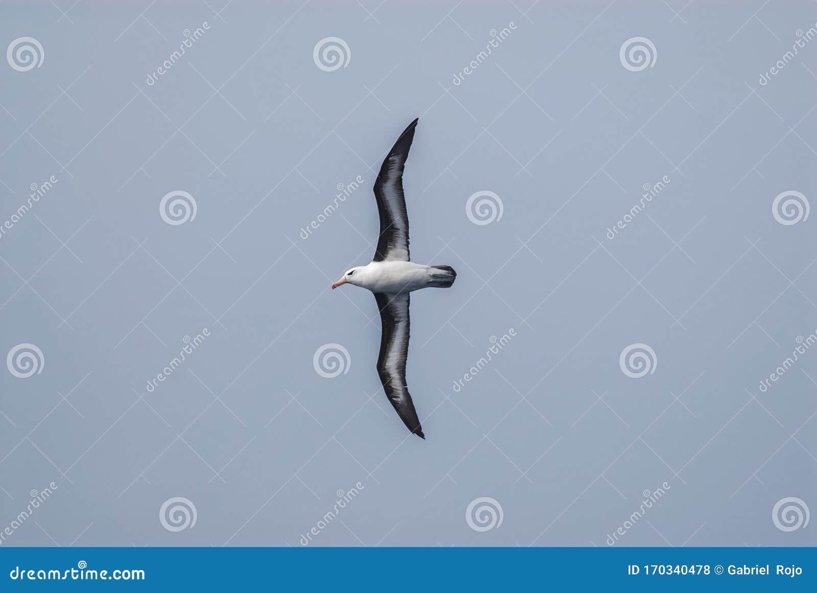 antartic bird, albatross, antÃÂ¡rtica