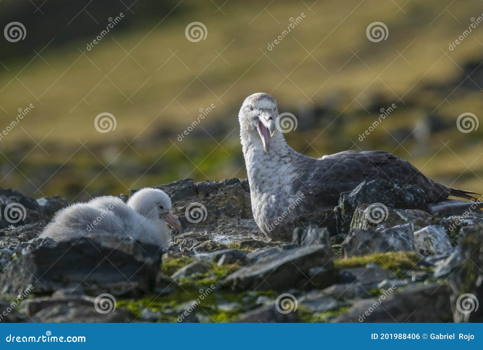 giant petrel, hannah point,livingston island, south shetlands , antÃÂ¡rtica