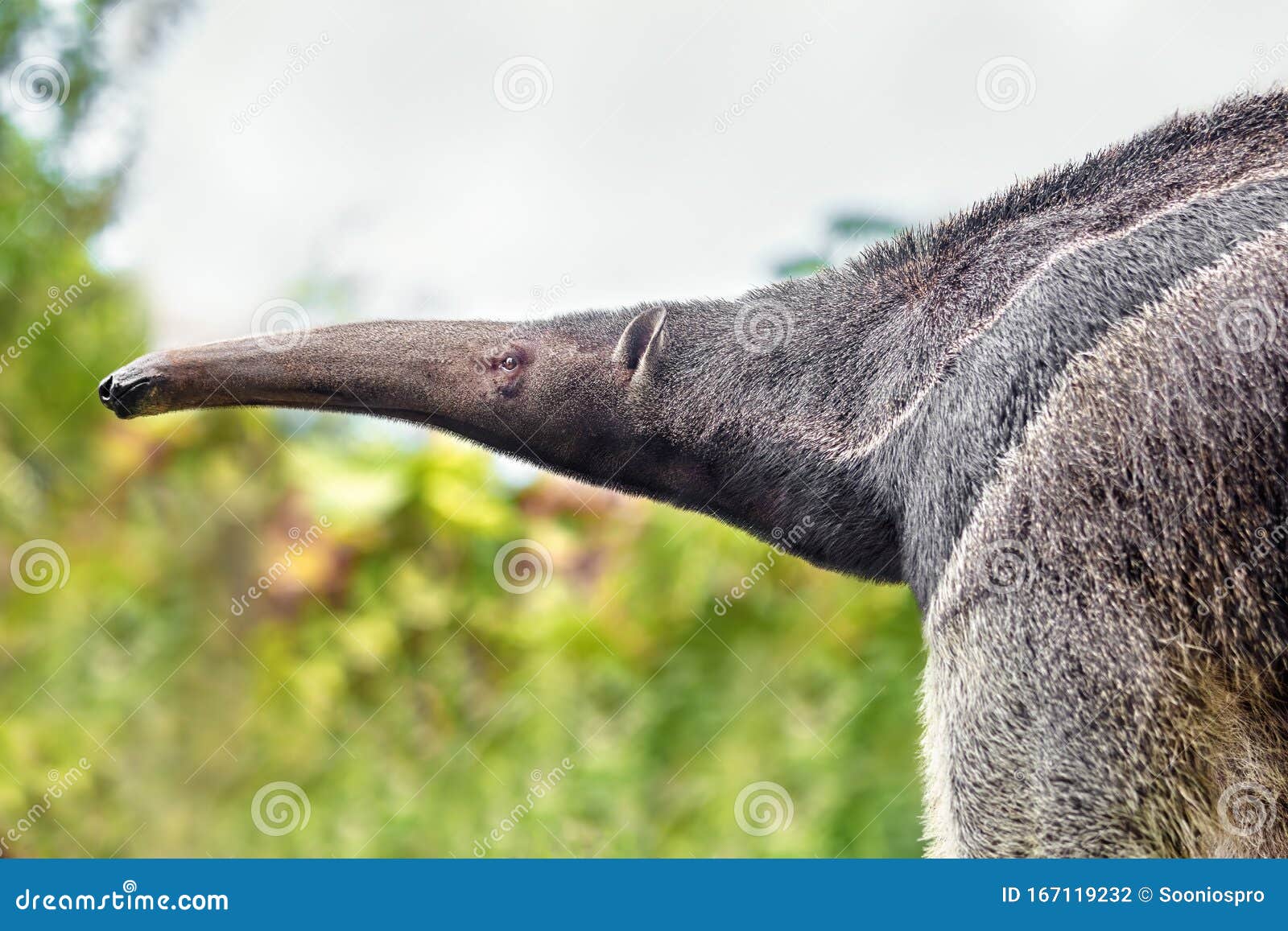 Anteater in Nature. the Scientific Name of the Animal is Vermilingua Stock Photo - Image of long, nose: 167119232 Anteater in Nature. the Scientific Name of the Animal is Vermilingua Stock Photo - Image of long, nose: 167119232
