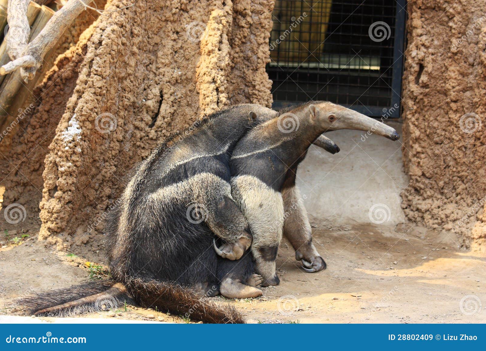 Anteaters Mating Royalty Free Stock Images - Image: 28802409