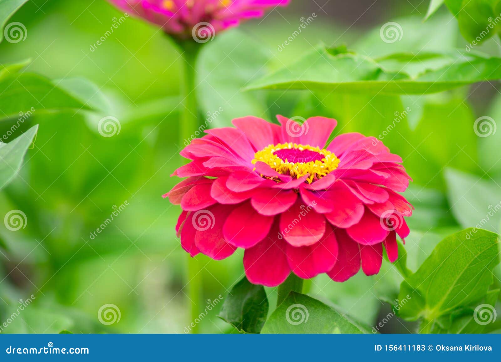 Antecedentes De Zinnia Roja Florida Imagen de archivo Imagen de