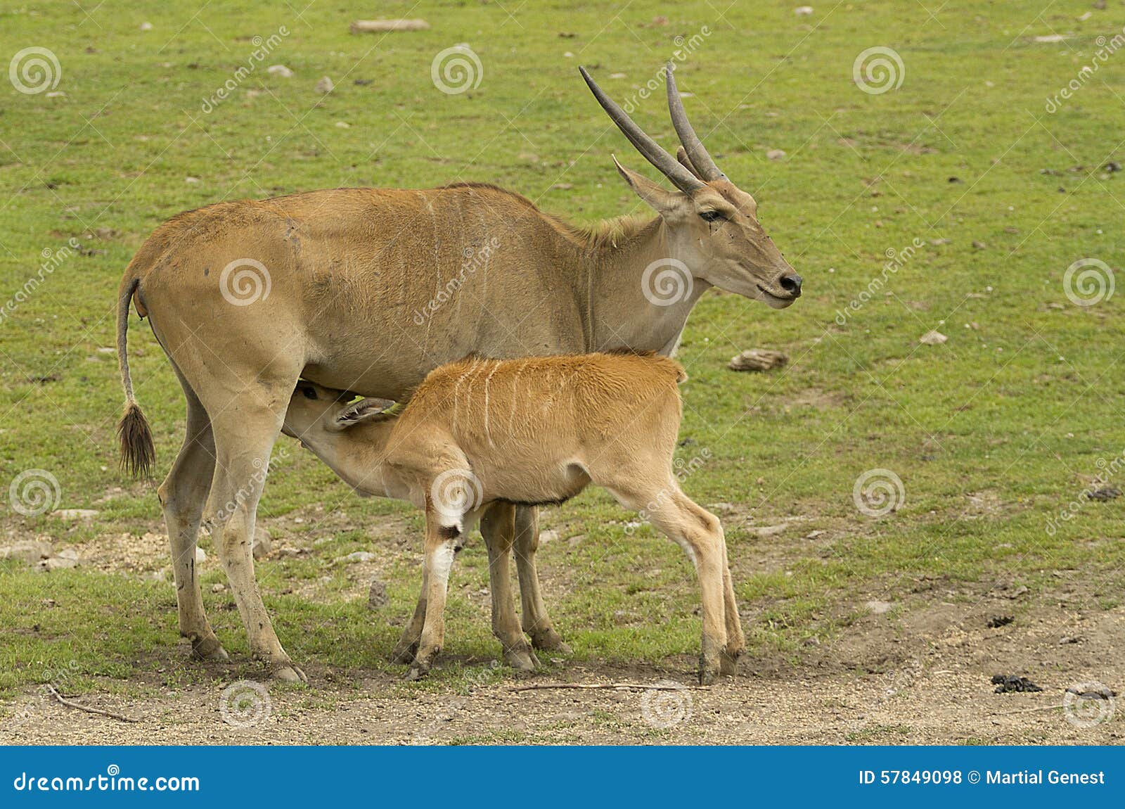 Antelope stock photo. Image of baby, feeding, field, horns 57849098