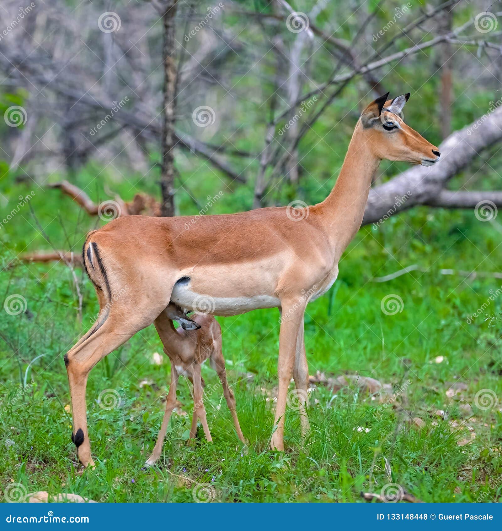 Antelope, baby stock photo. Image of horn, natural, deer 133148448