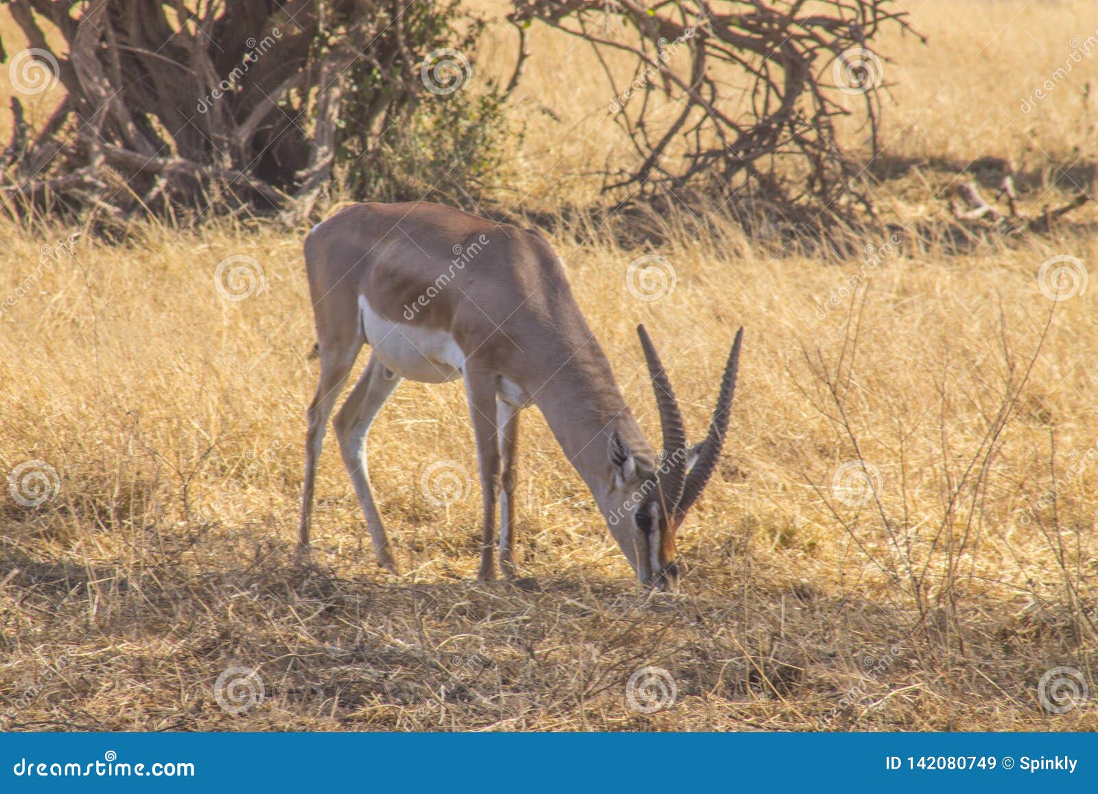 Antelope Grazing in the Wild Stock Image - Image of shrub, type: 142080749
