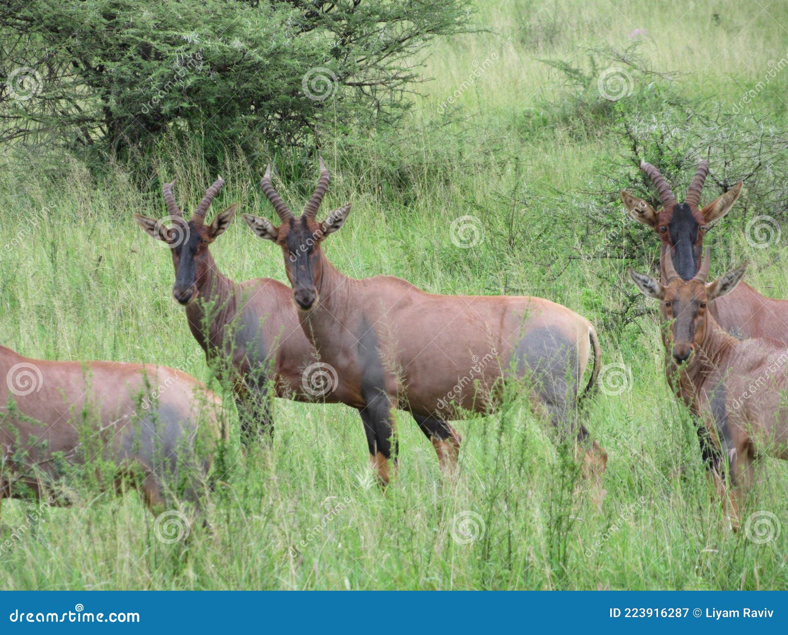 Dik Dik Antelope Group. African Antelope Dik Dik Is The Smallest