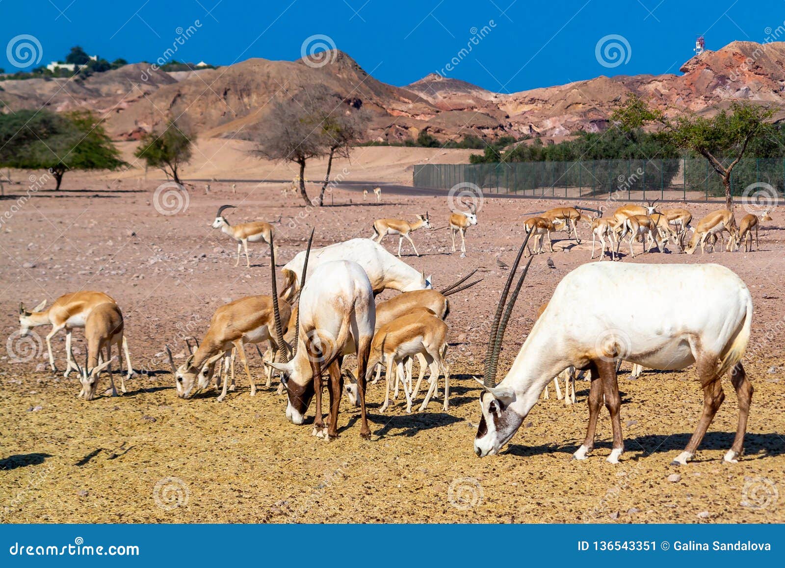 Antelope Group in a Safari Park on the Island of Sir Bani Yas United Arab Emirates Stock Image