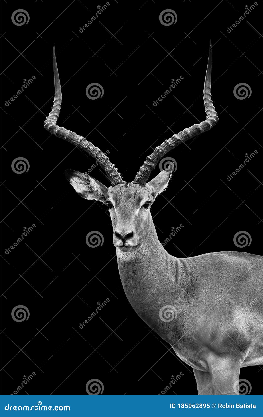 Antelope Against a Plain Black Background Stock Image - Image of east