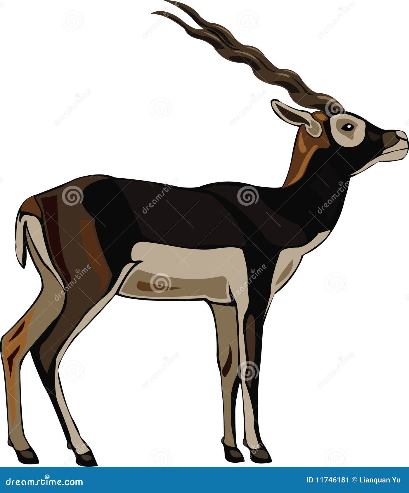 Antelope Series Blackbuck stock vector. Illustration of oryx 11746181