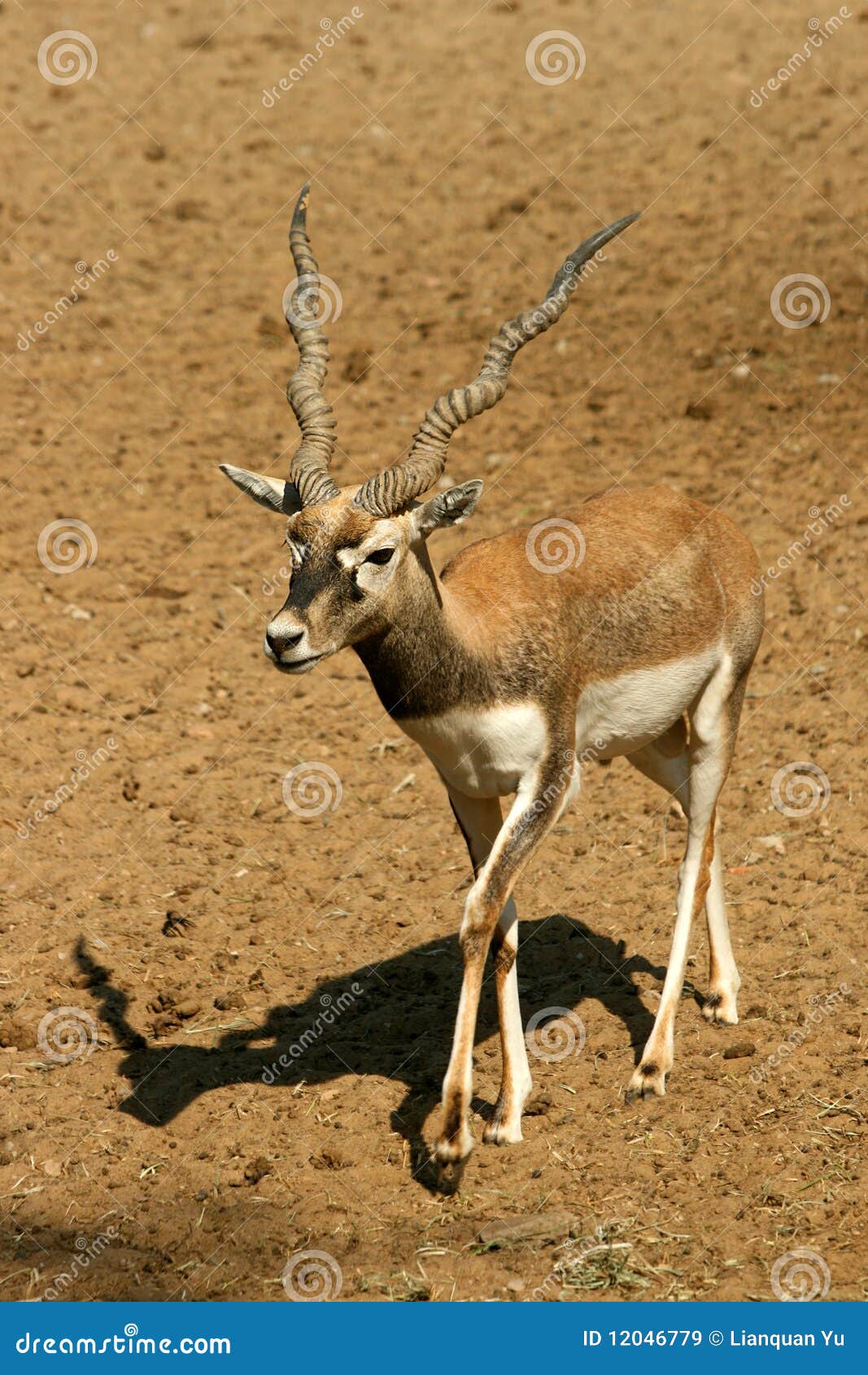 Antelope Series Blackbuck stock image. Image of mammal 12046779