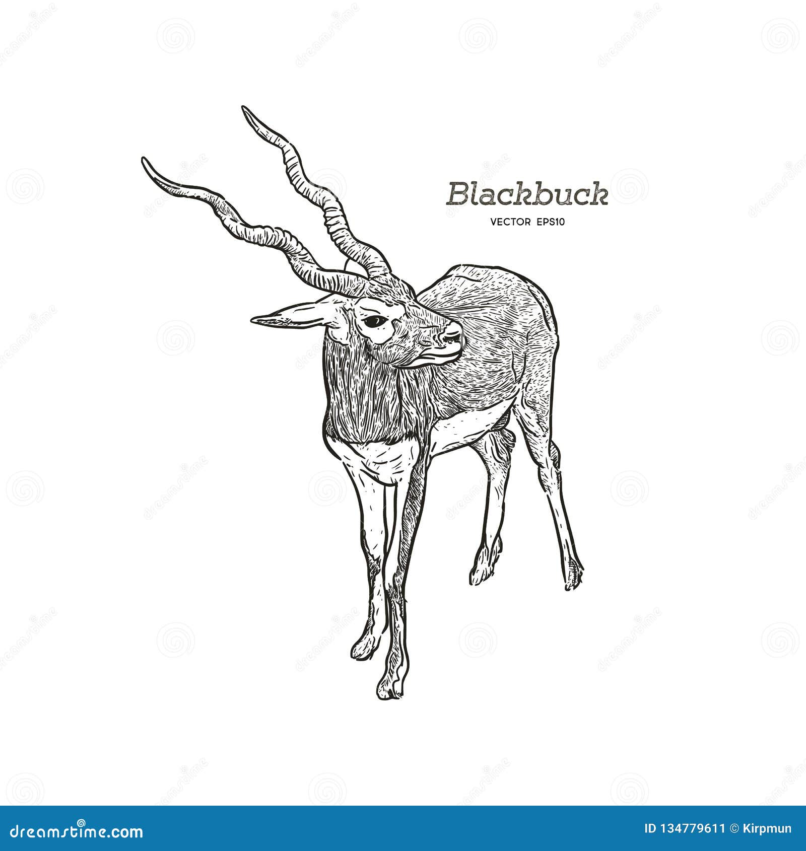 Learn How to Draw a Blackbuck (Wild Animals) Step by Step : Drawing  Tutorials