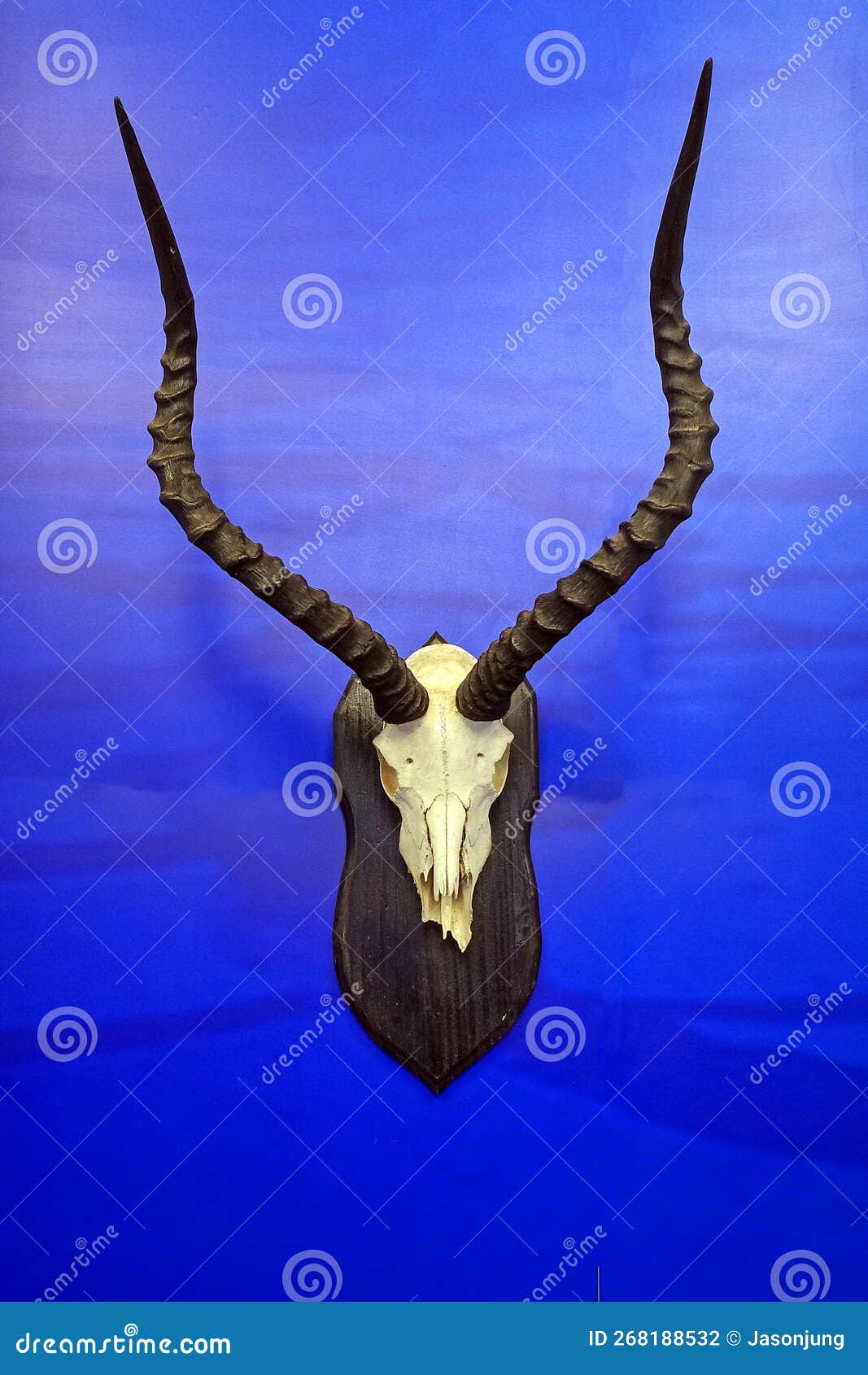 Antelope skull on the wall stock photo. Image of south - 268188532