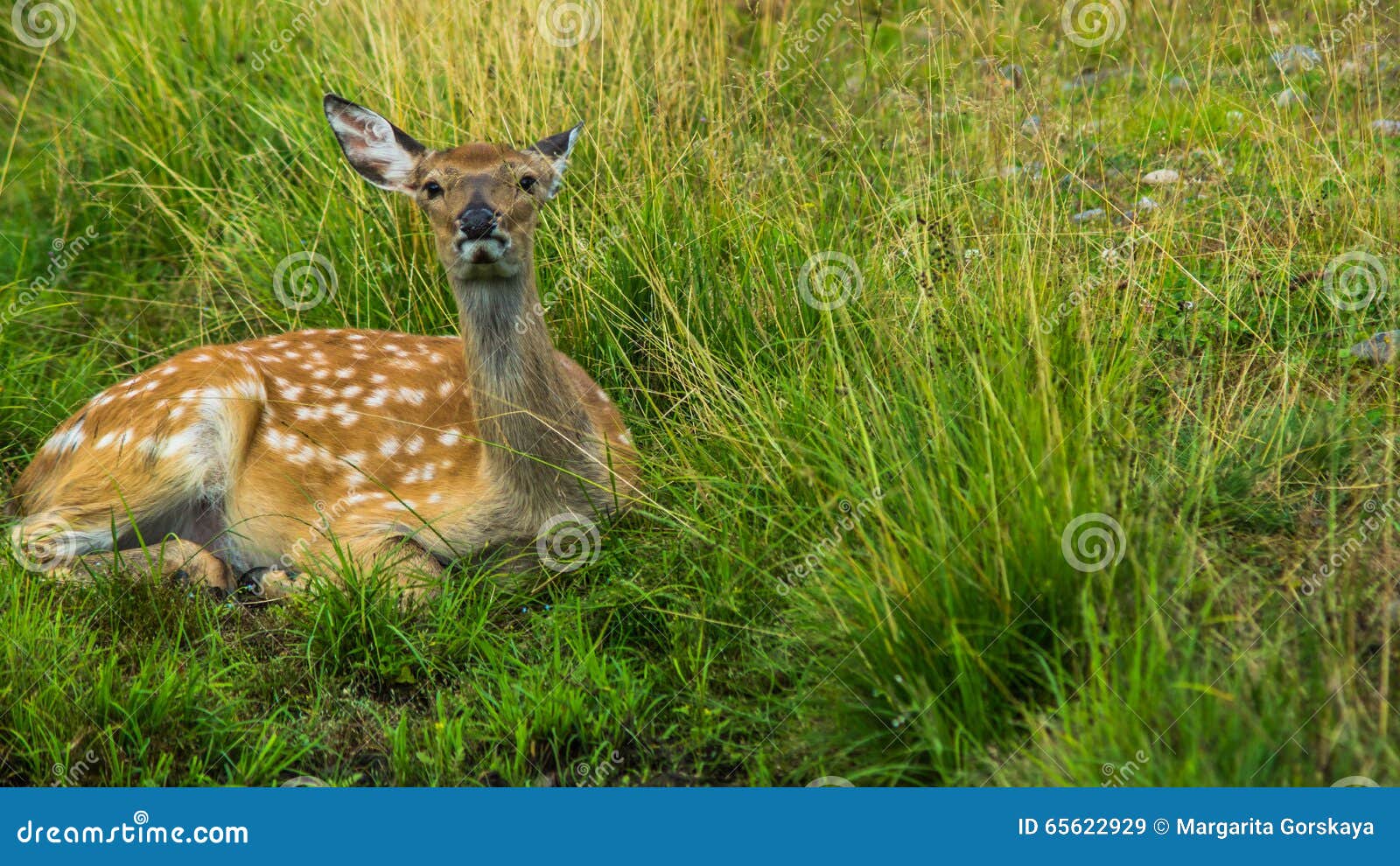 Antelope stock image. Image of horn, antelope, goat, farm - 65622929