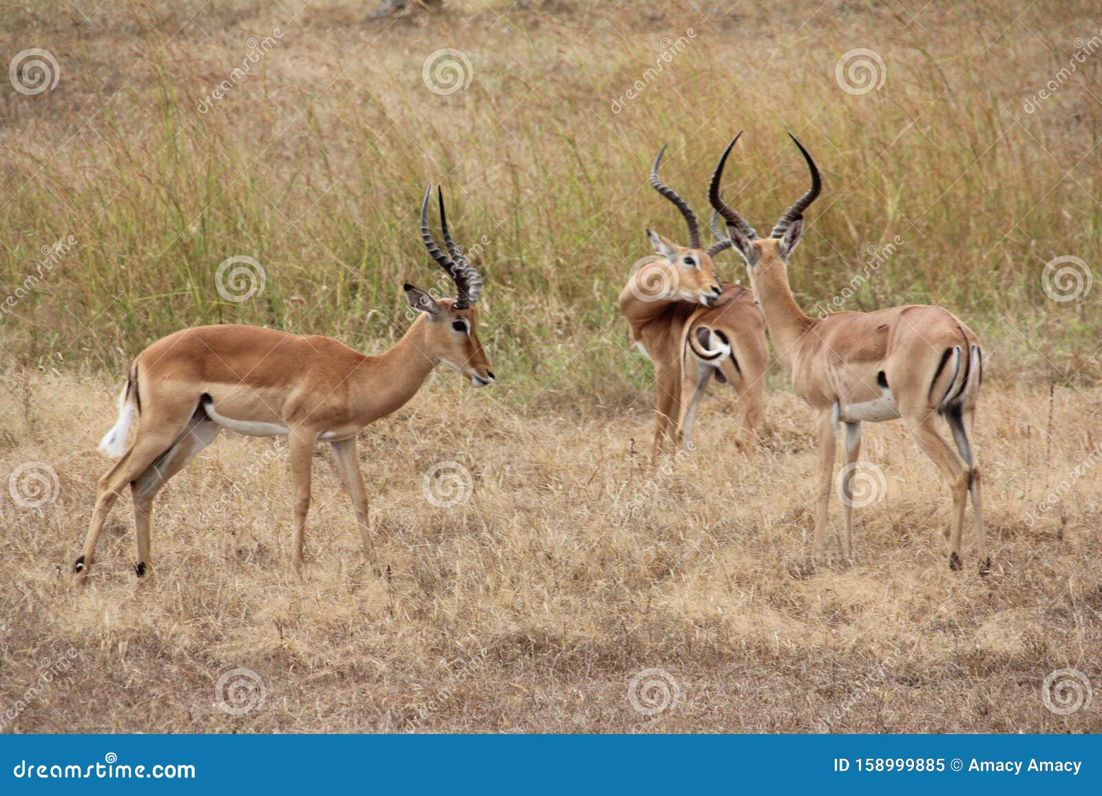 animals at ruaha national park