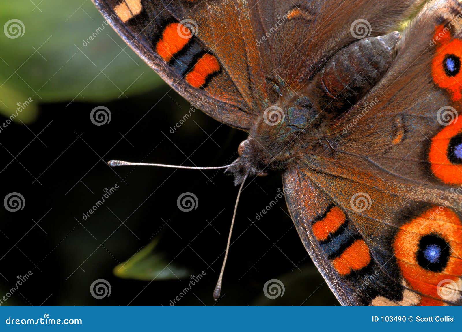 Antennae stock photo. Image of flutter, macro, detail, butterfly 103490