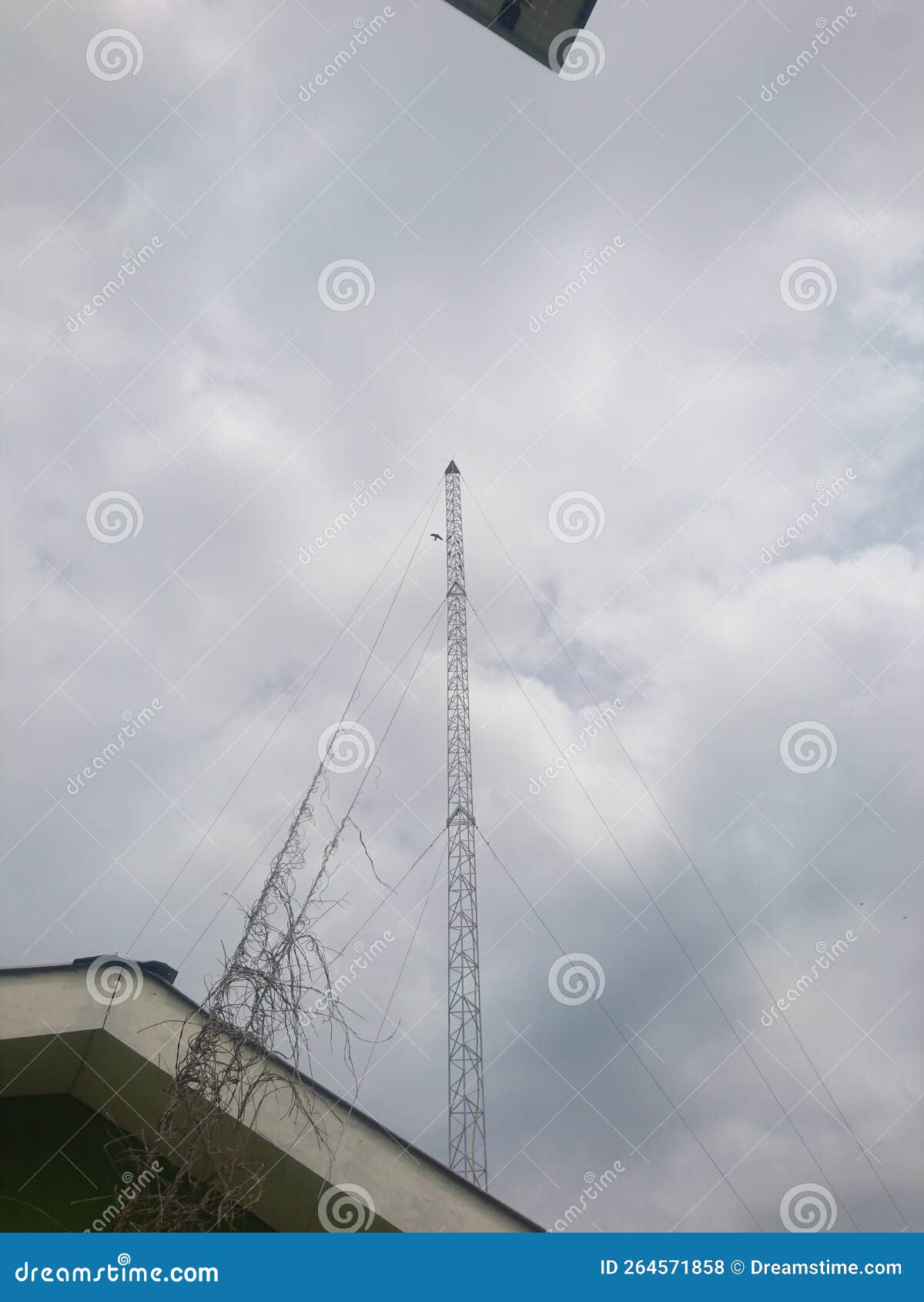 the antenne and a bird