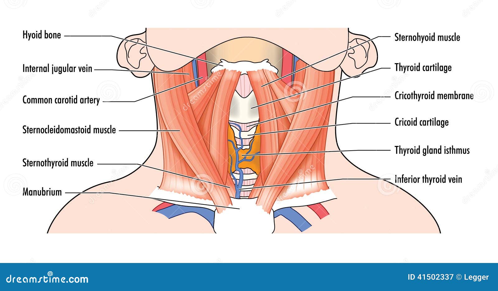 Anterior drogi oddechowe. Rysujący pokazywać anterior mięśnie szyi i drogi oddechowe struktury wliczając dychawki, tarczycy i cartilages,