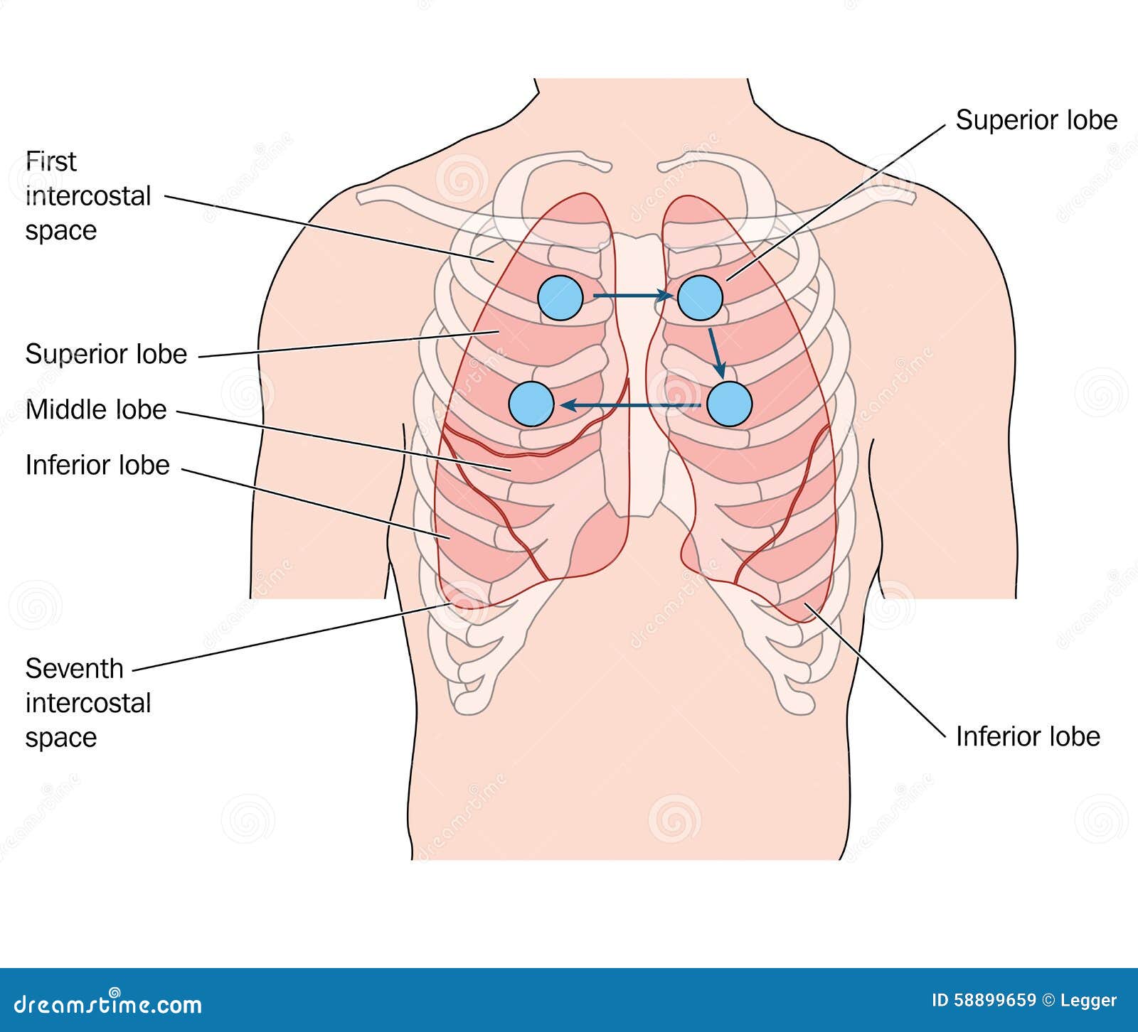anterior lung auscultation sites