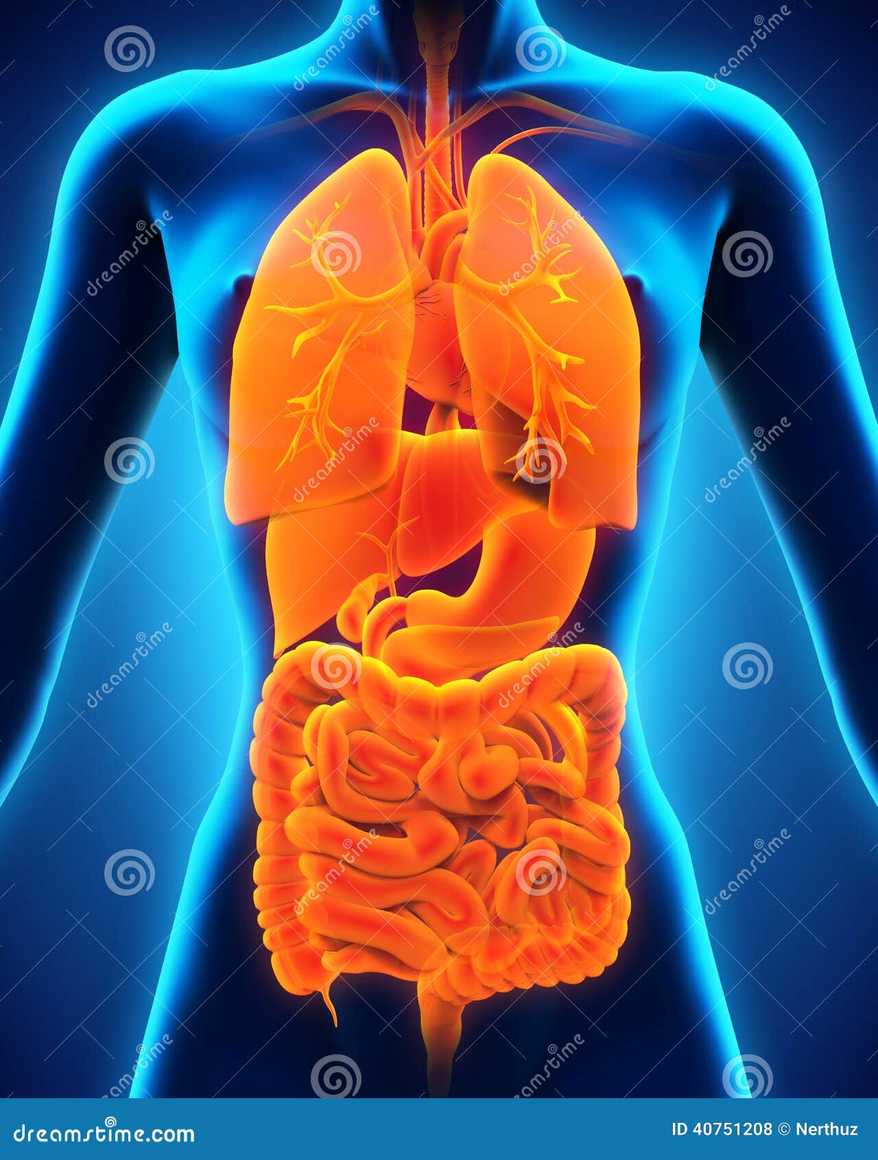 Anterior View Of Human Body Stock Image Biology Diagrams