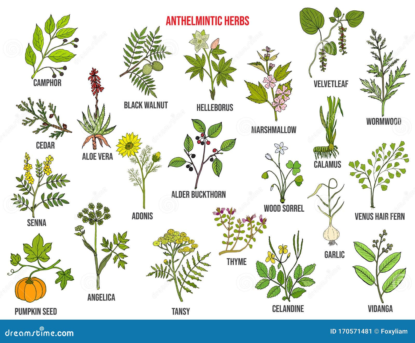 anthelmintic herbs