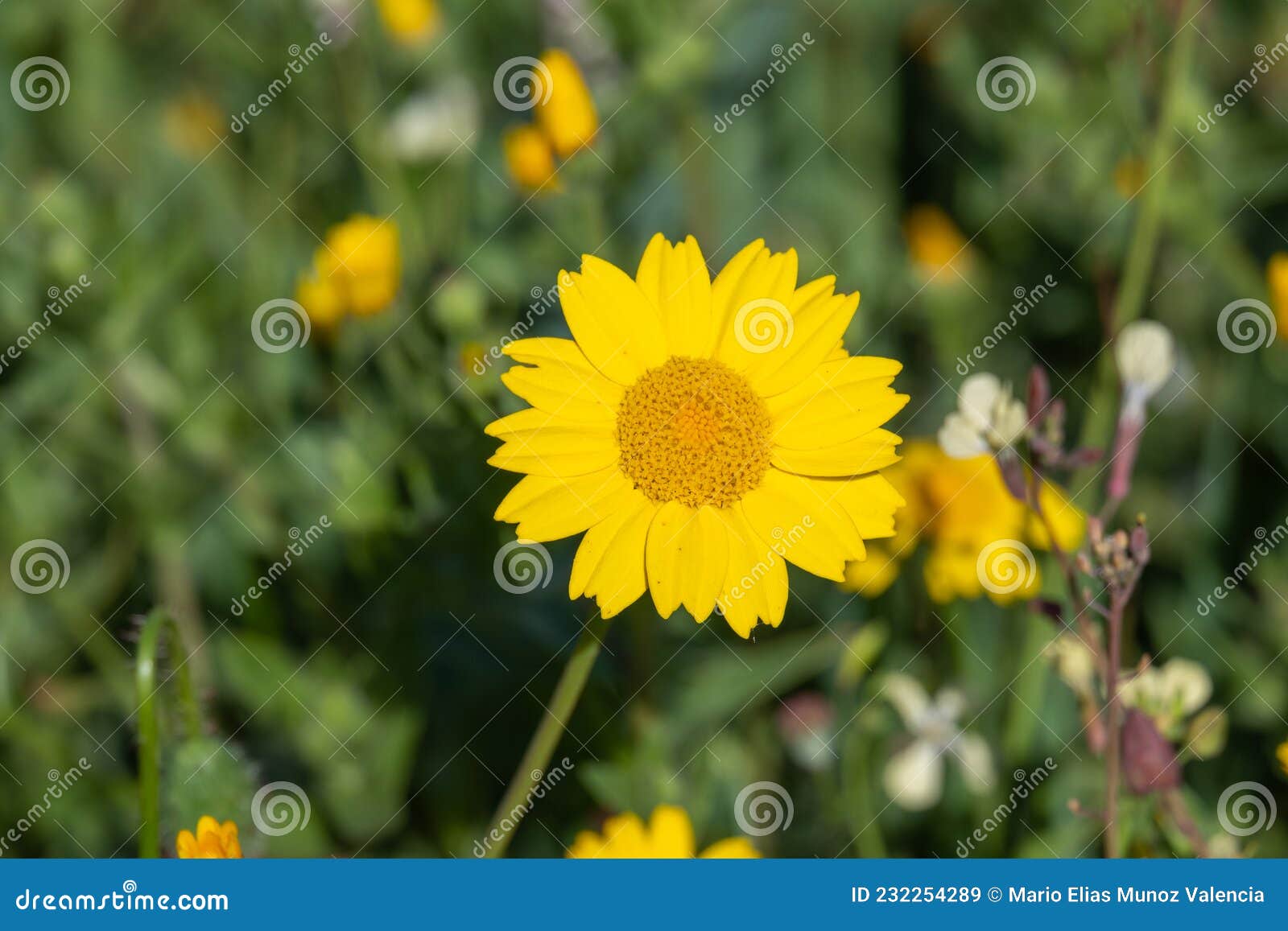 anthemis tinctoria (cota tinctoria or golden marguerite, yellow chamomile) flowers
