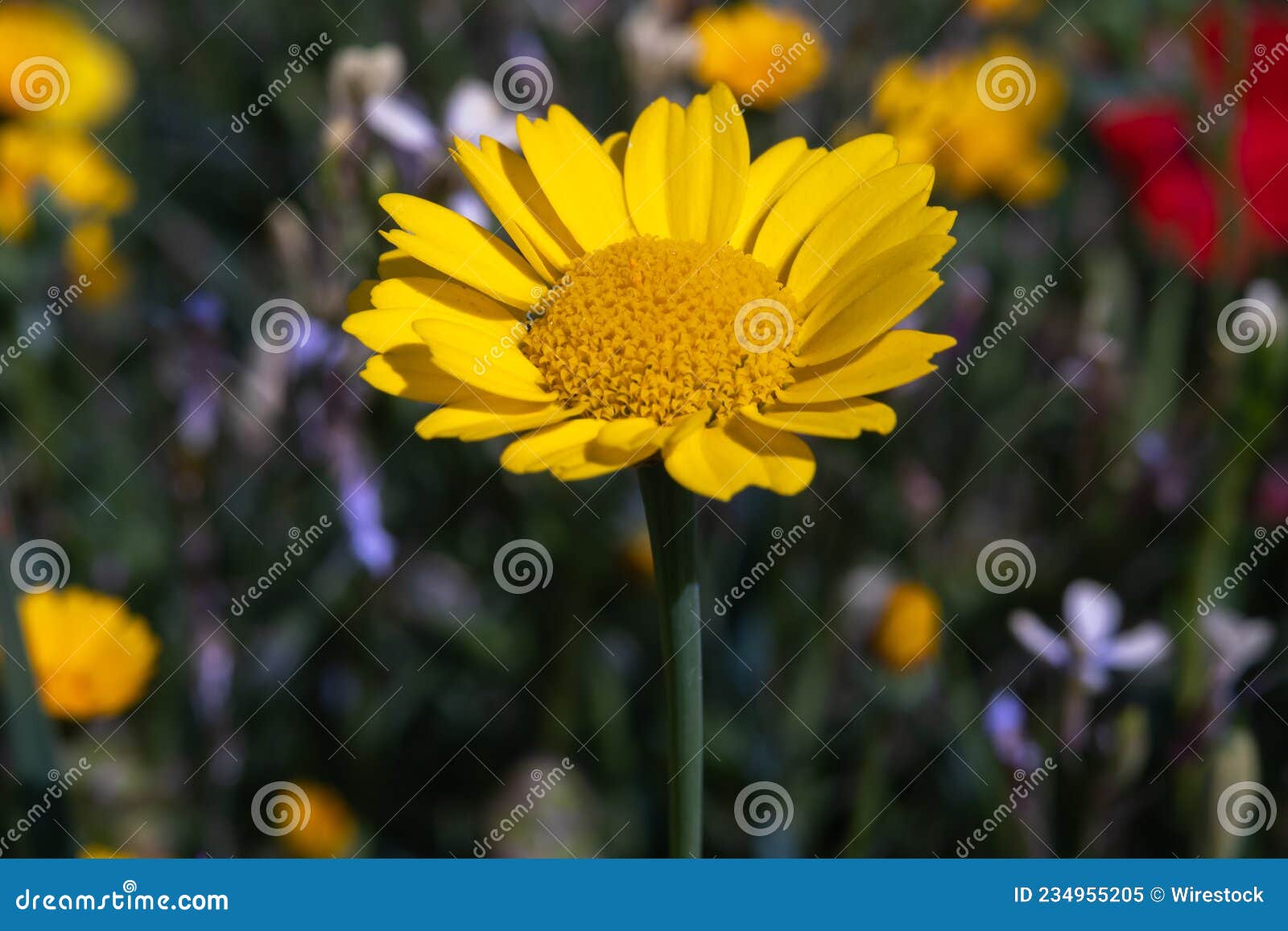 anthemis tinctoria (cota tinctoria or golden marguerite, yellow chamomile) flowers