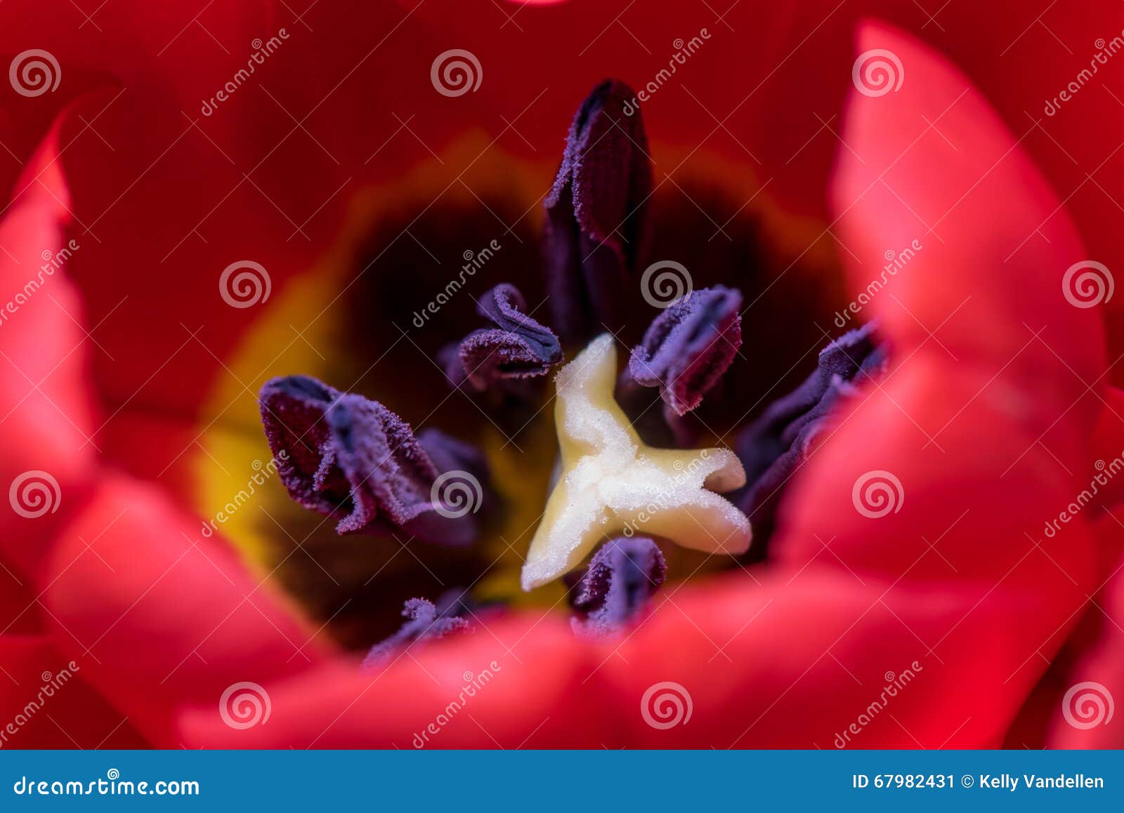 anther inside a tulip