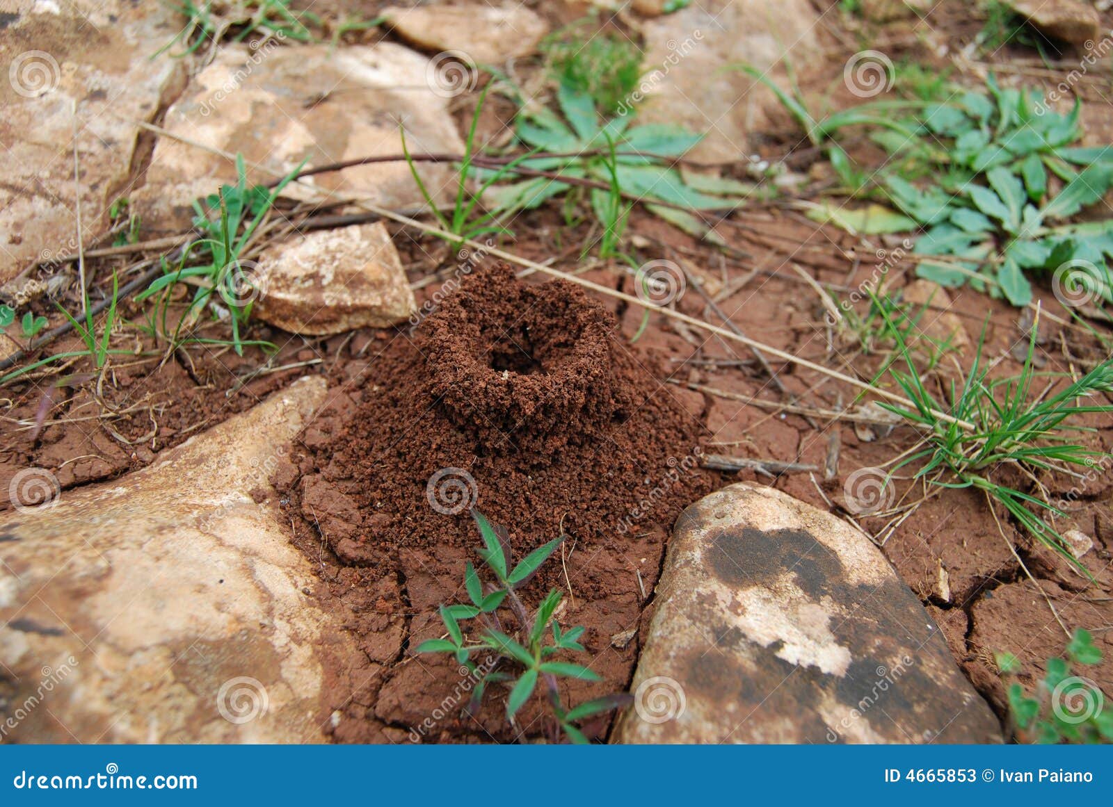 anthill, ant house