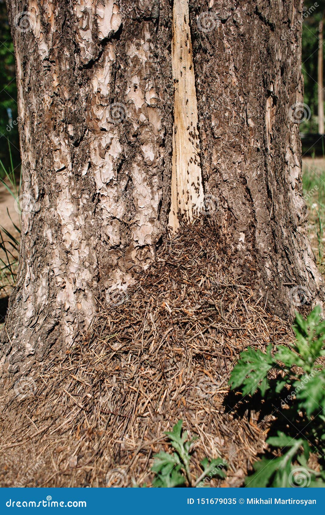 An Anthill at the Foot of a Tree in the Forest. Brown Ants on the Trunk