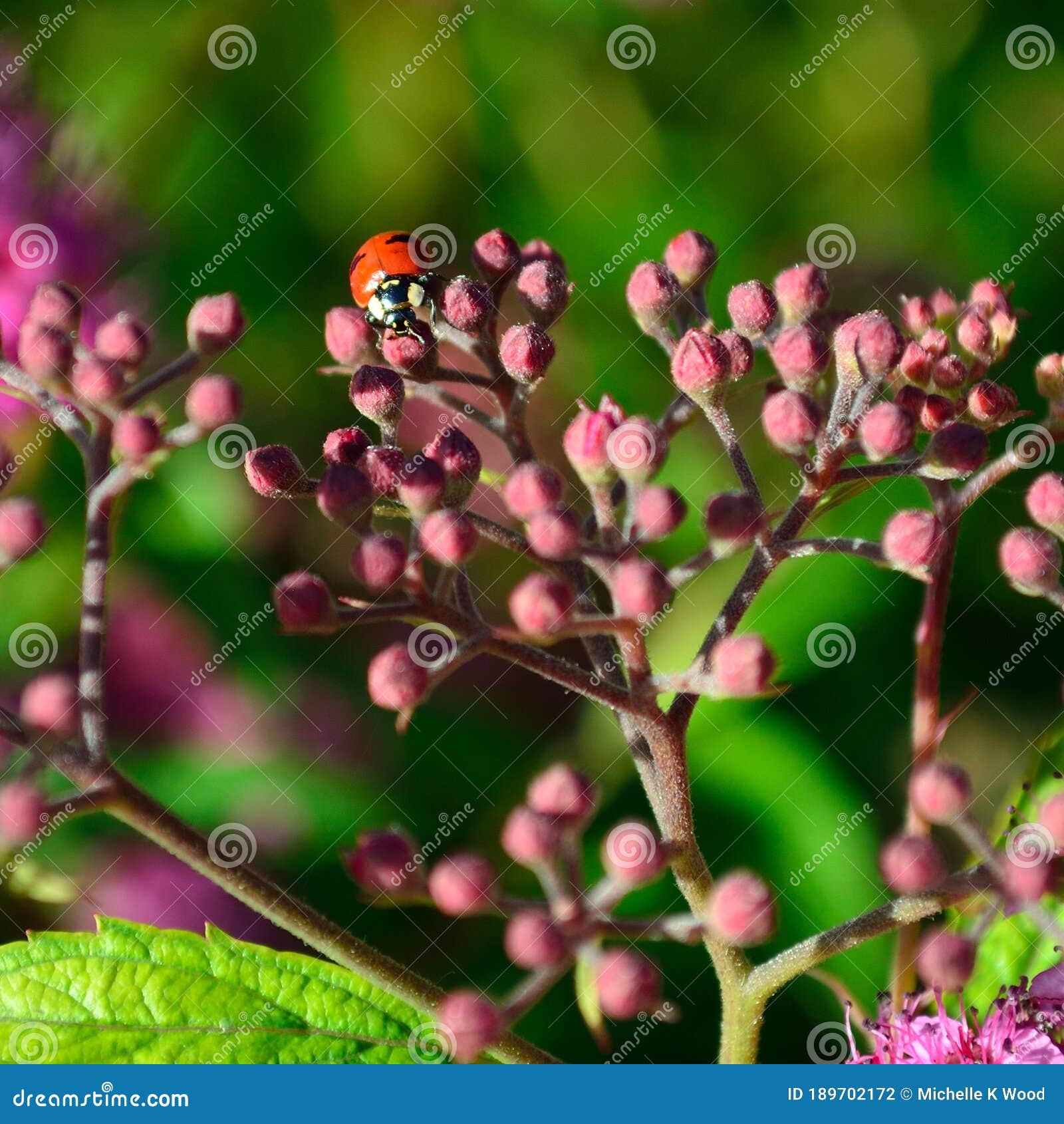 closeup lady bug on buds of anthony waterer spirea bumalda pink flowering bush masthead text area square