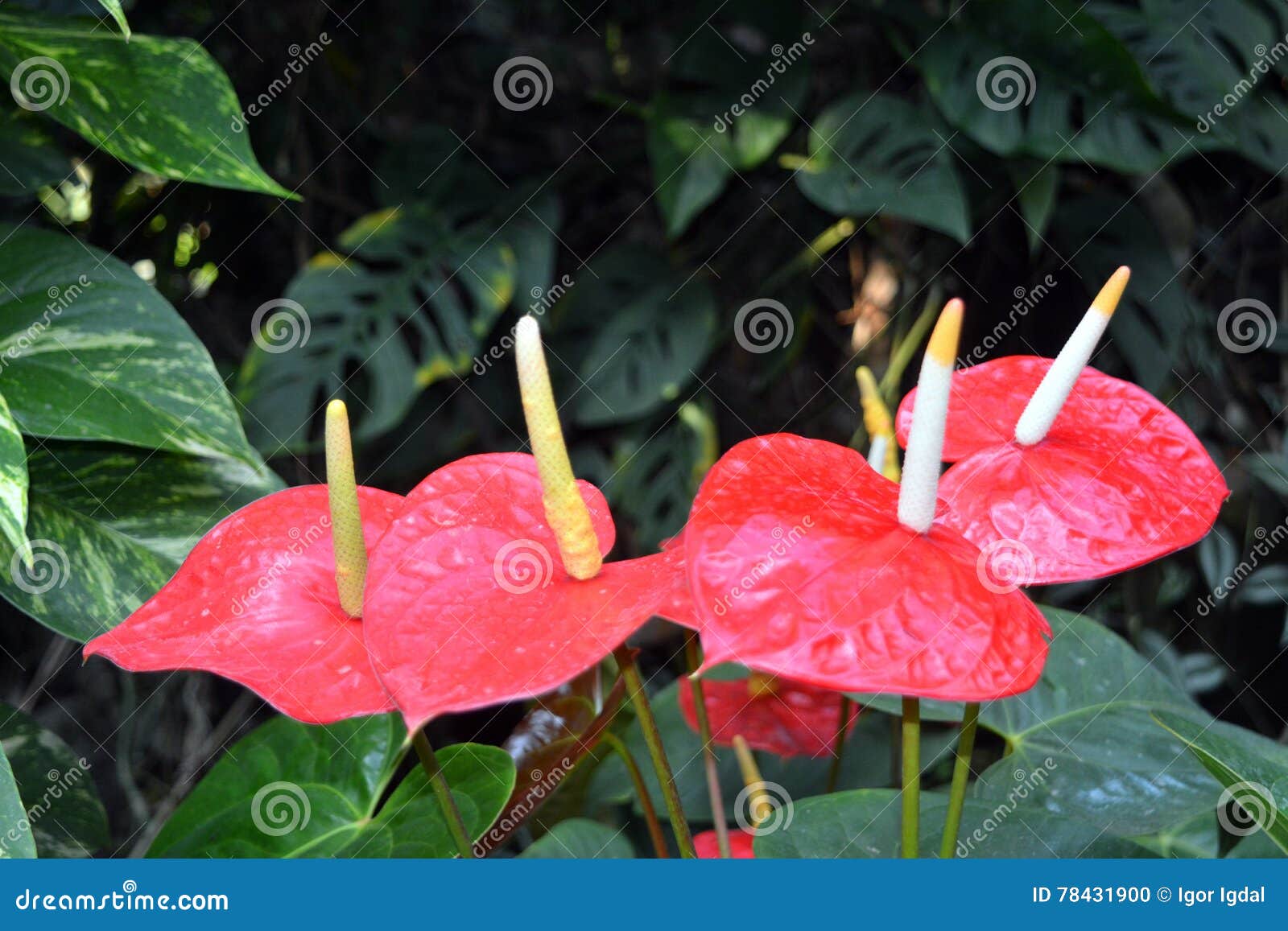 Anthure Fleurs Rouges Avec Le Pistil Jaune Photo Stock