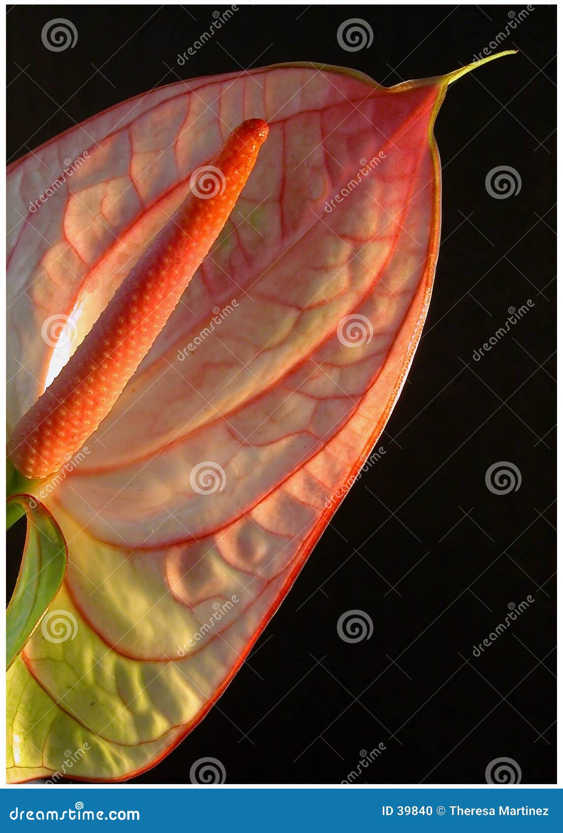 anthurium