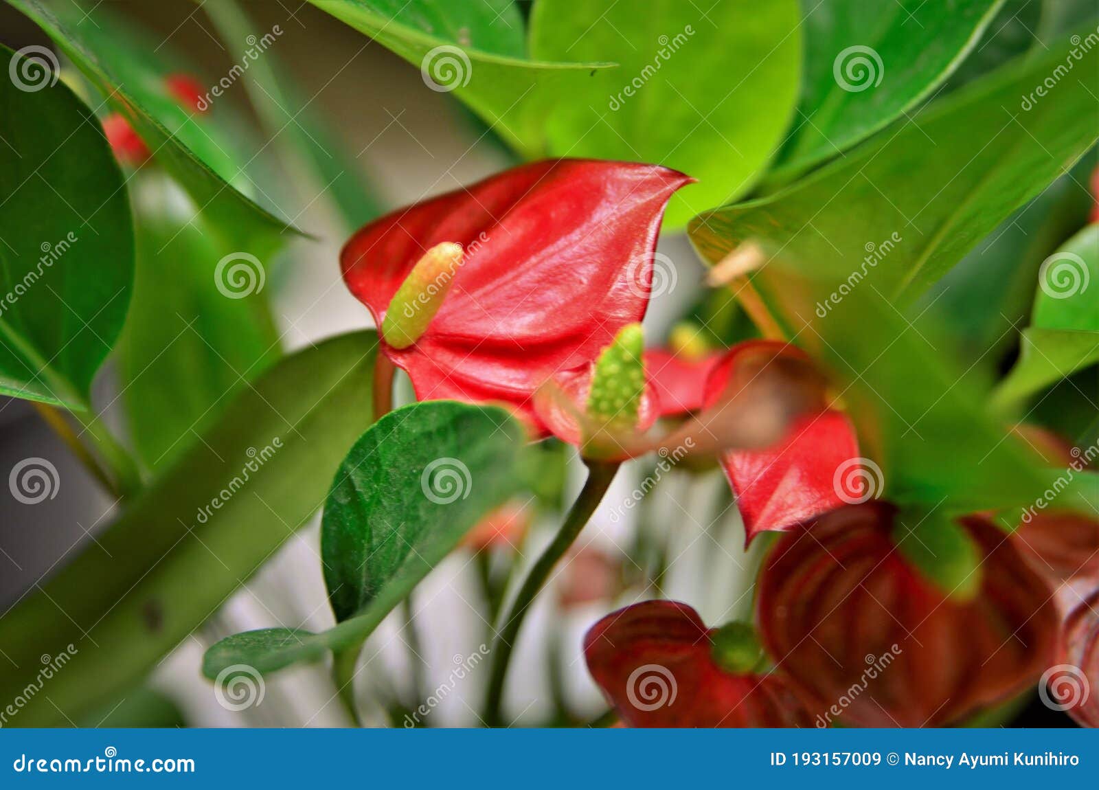 Anthurium Andreanum Red Mini Flowers Stock Image - Image of anthurium,  leaves: 193157009